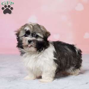 Ruff, Havanese Puppy